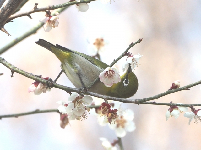 メジロ よく 鳴く シジュウカラ｜日本の鳥百科｜サントリーの愛鳥活動